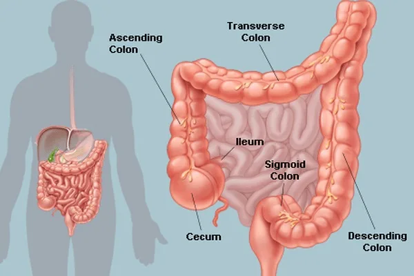 Colonic Machine 124
